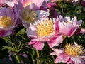 The Japanese type garden peony cultivar (Paeonia lactiflora) Eva flower blooming in summer. The outer petals